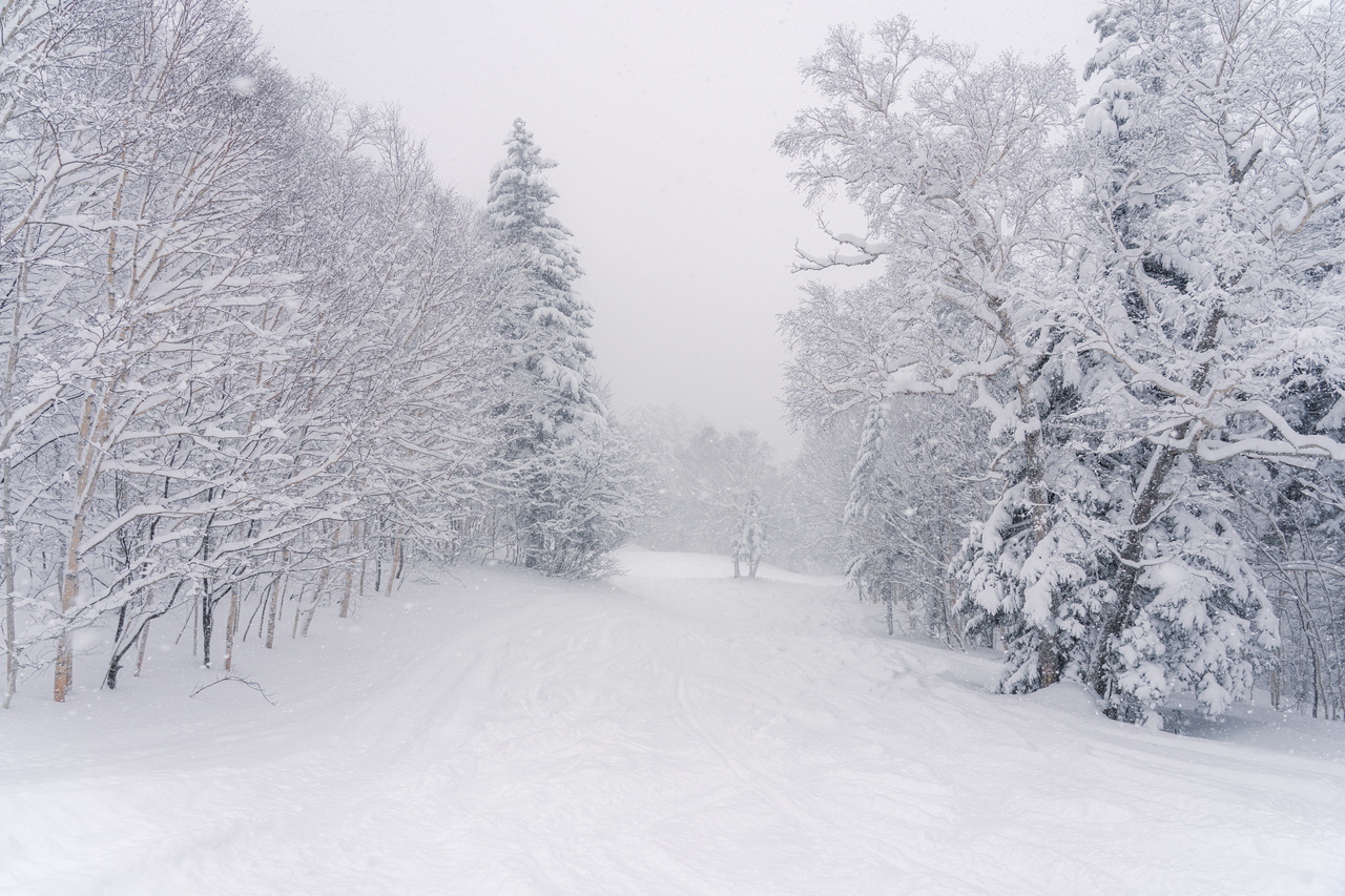 富良野スキー場｜数字以上に良い雪たっぷり！いよいよ『bonchi powder』本領発揮の季節到来です！